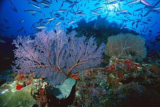海扇,小,珊瑚礁,脚,深,巴布亚新几内亚