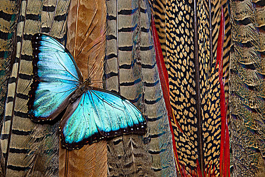 蓝色大闪蝶,蝴蝶,尾部,羽毛,品种