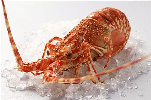 大螯虾,碎冰