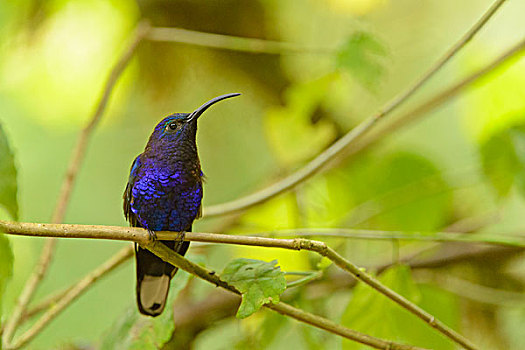 紫色,栖息,枝条,阿拉胡埃拉,省,哥斯达黎加,北美