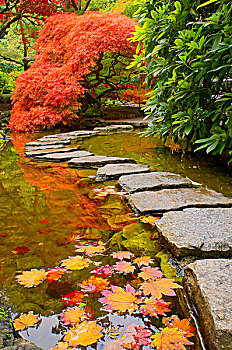秋色,小路,河流,日式庭园,宝翠花园,温哥华岛,不列颠哥伦比亚省,加拿大