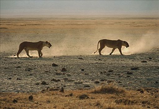 非洲狮,狮子,雌性,穿过,干燥,塞伦盖蒂国家公园,坦桑尼亚