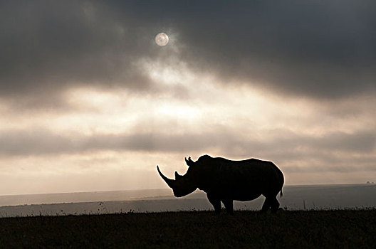 白犀牛,日落,禁猎区,肯尼亚