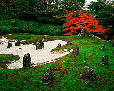 日本,京都,沙子,石头,花园,枫树