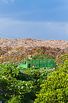 巴厘岛,印度尼西亚,废物堆,法律,垃圾,岛屿
