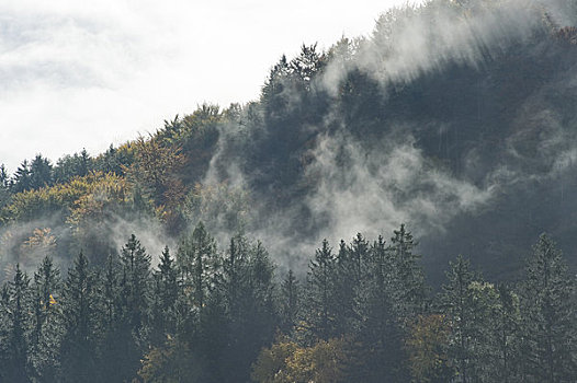 雾,上方,树林,山,萨尔茨堡,奥地利