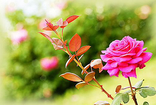粉红玫瑰,上方,绿色背景