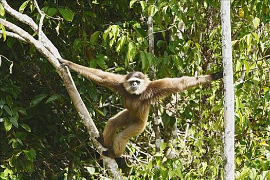 长臂猿,灵长类,东方,加里曼丹,婆罗洲,印度尼西亚