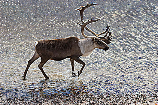 驯鹿属,靠近,白鲑,湖,加拿大西北地区,加拿大