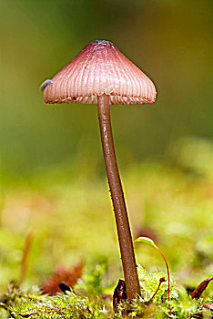 蘑菇,温哥华岛,不列颠哥伦比亚省,加拿大