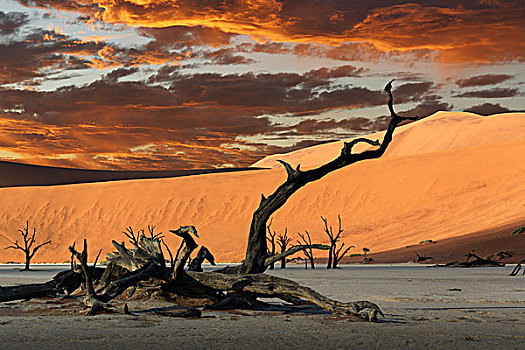 秋天,枯木,沙丘,索苏维来地区,国家公园,纳米比亚