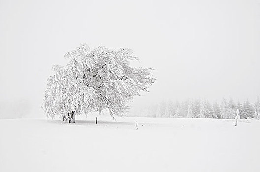 雪,遮盖,山毛榉,山,黑森林,巴登符腾堡,德国,欧洲