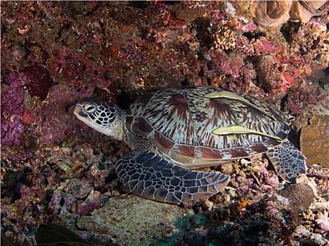 绿海龟,珊瑚礁