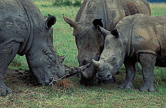 白犀牛,家庭,群,濒危物种,公园,祖鲁兰,南非,非洲