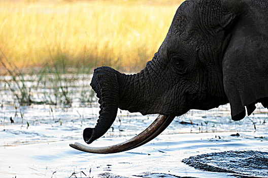 大象,非洲象,露营,奥卡万戈三角洲,博茨瓦纳
