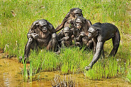 倭黑猩猩,家庭,成年,年轻,叶子,边缘,水,俘获
