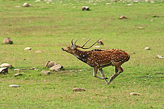 杜鹿,国家公园,印度