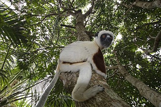 马达加斯加狐猴,马达加斯加,非洲