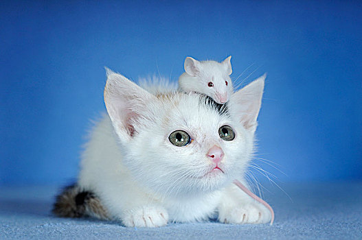 小猫,白色,鲭,老鼠