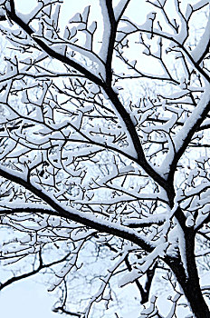枝条,冬天,树