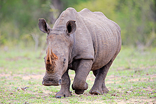 白犀牛,成年,跑,厚皮动物,沙子,禁猎区,克鲁格国家公园,南非,非洲