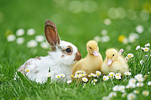 小鸭子,驯服,兔子,牧场,春天,普拉蒂纳特,巴伐利亚,德国