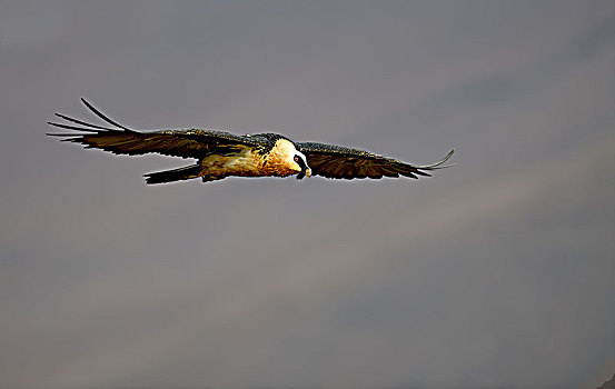 胡兀鹫,飞行,巨大,城堡,国家公园,南非,非洲