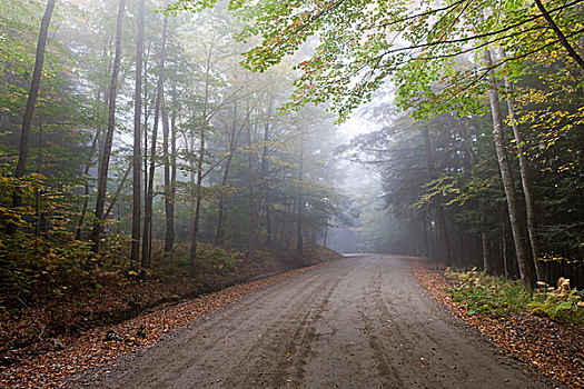 美国,佛蒙特州,道路,晨雾,秋天,树