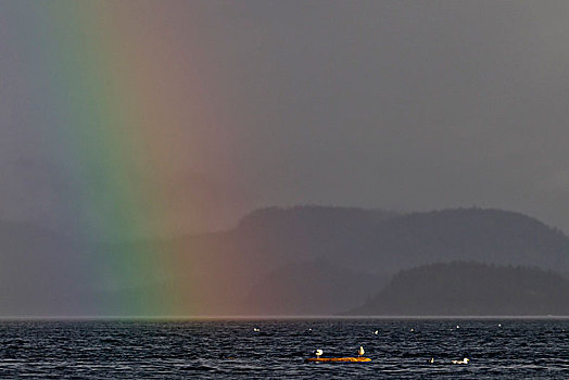 海鸥,坐,原木,漂亮,彩虹,海峡,温哥华岛,北方,不列颠哥伦比亚省,加拿大