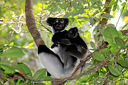 自然保护区,马达加斯加,非洲