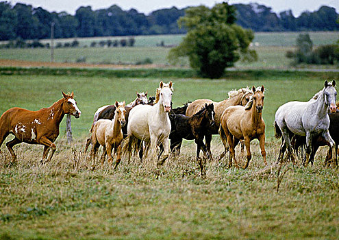 美洲,马,牧群,快跑,草地