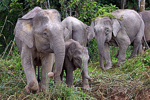 婆罗洲,俾格米人,大象,象属,雨林,沙巴,马来西亚,亚洲