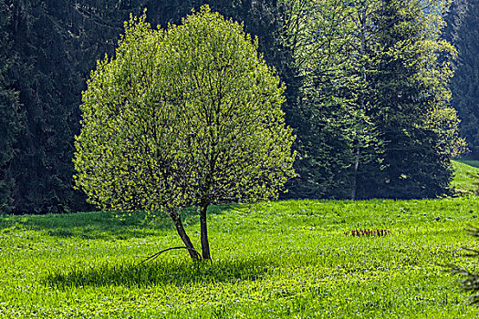 树,春天,图林根,树林,图林根州,德国,欧洲