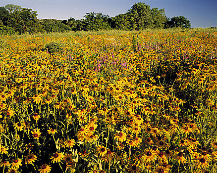 金花菊,夏天,日出,自然保护区,靠近,密苏里,河,爱荷华