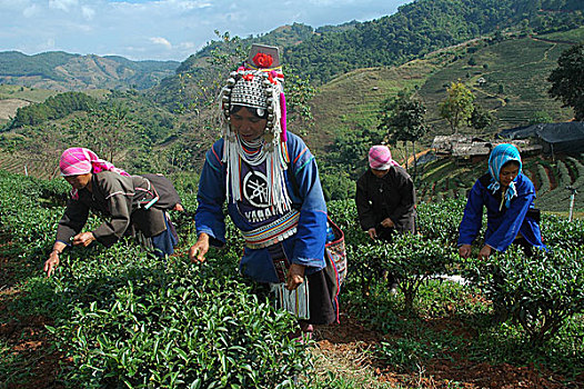 多人,种族,阿卡族,收集,茶叶,茶园,清迈,泰国,十二月,2007年