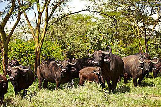 非洲,水牛,靠近,湖,肯尼亚