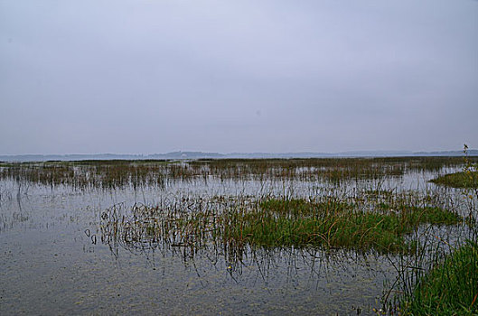 贵州草海风光,威宁,草海,木船,栖息地,海,淡水湖,渔船,湖水,湖泊,湿地,湿地高原,秋色,船只,草,贵州风光,风光,高原湖泊,黑颈鹤,国家一级保护鸟类,鸟类,海鸟,花海