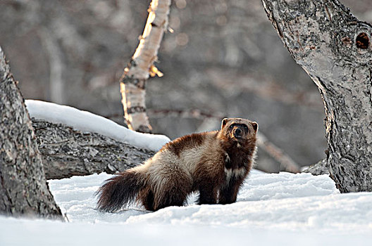 狼獾,堪察加半岛,俄罗斯
