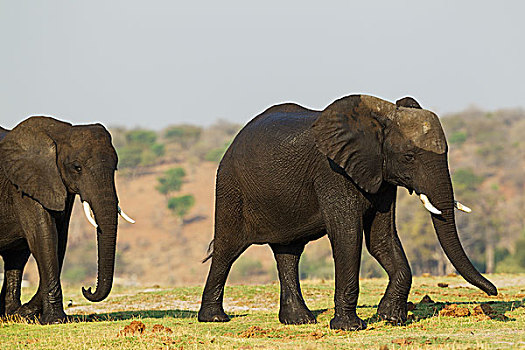 非洲象,两个,女性,湿,穿过,乔贝,河,乔贝国家公园,博茨瓦纳,非洲