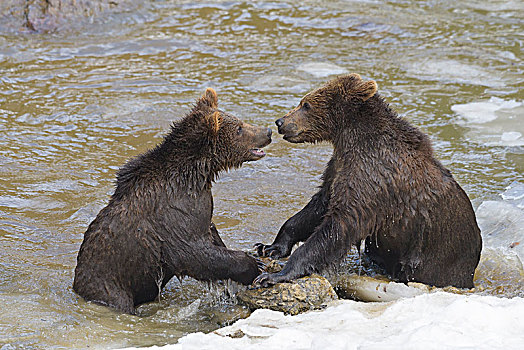 棕熊,两个,幼兽,争斗,水塘,冬天,德国