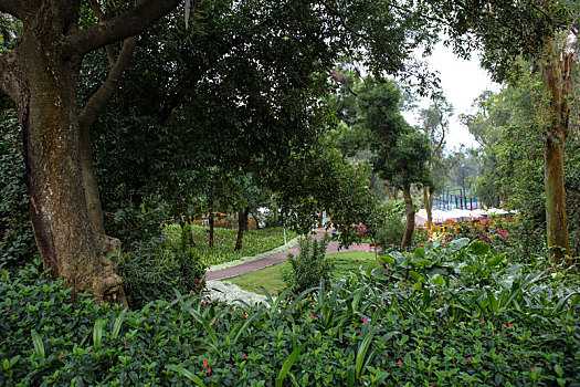 珠海,梅华城市花园,湿地公园,河道,水塘,植物,治理,树木,休闲,公园