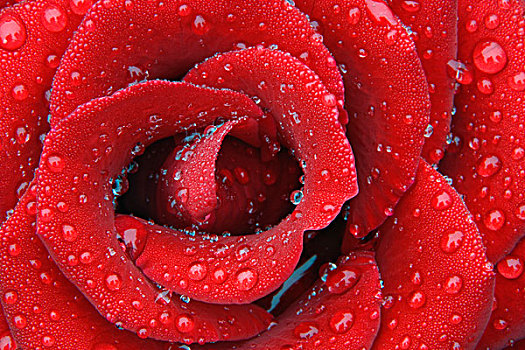 露珠,遮盖,红玫瑰,装饰,墓地,场所,瑞士