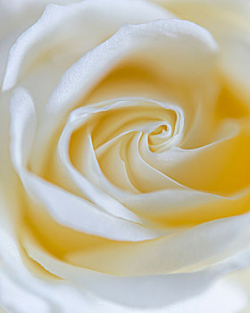 白色蔷薇,特写