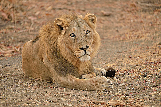 东方,狮子,雄性,树林,国家公园,保护区,古吉拉特,印度,亚洲