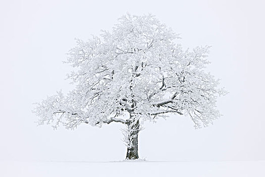 橡树,冬季风景,巴登符腾堡,德国,欧洲