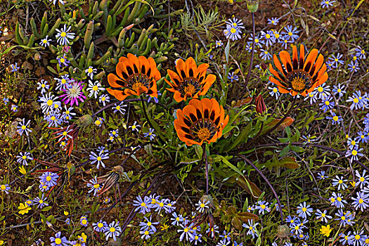 杂色菊,花,纳马夸兰,南非