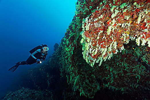 潜水,看,墙壁,珊瑚礁,软珊瑚,软珊瑚目,黄色,悬挂,印度洋,马尔代夫,亚洲