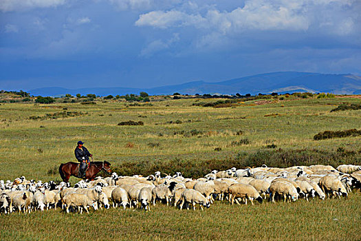 内蒙古贡格尔草原内蒙古贡格尔草原,羊群