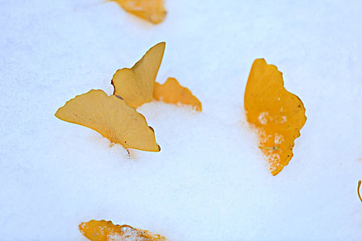 银杏叶,积雪