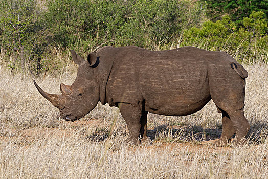 白犀牛,成年,雄性,喂食,干草,克鲁格国家公园,南非,非洲